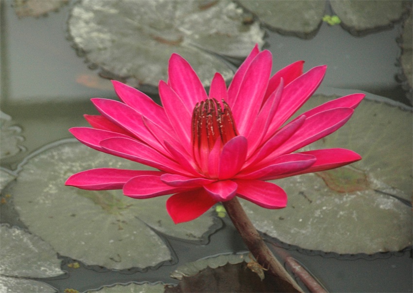 Rojjana Ubol